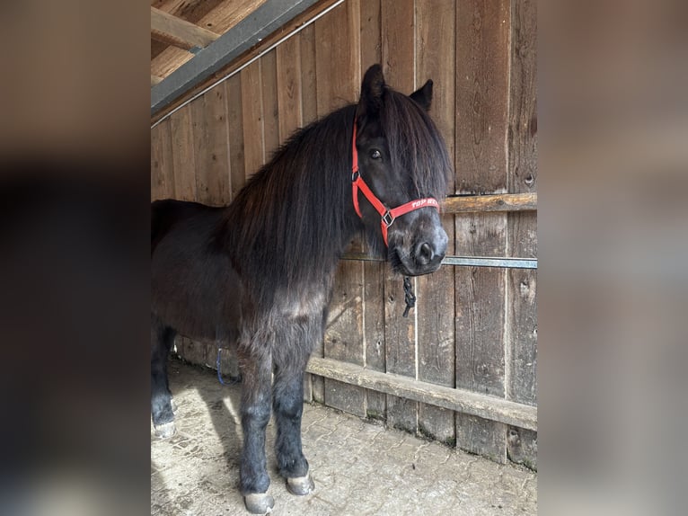 Islandpferd Wallach 6 Jahre 153 cm Rappe in Seeshaupt