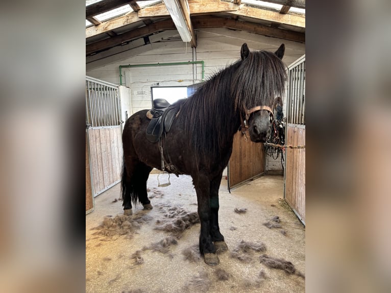 Islandpferd Wallach 6 Jahre 153 cm Rappe in Seeshaupt
