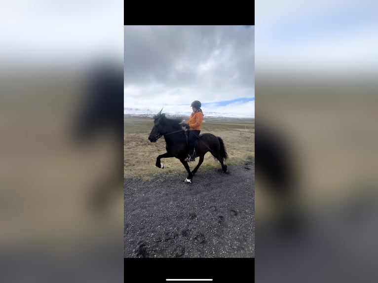Islandpferd Wallach 6 Jahre 153 cm Rappe in Seeshaupt