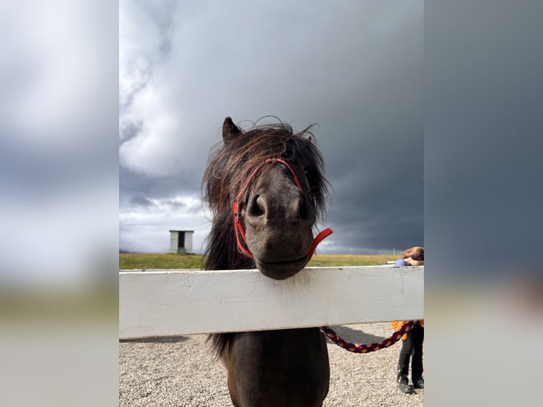 Islandpferd Wallach 6 Jahre 153 cm Rappe in Seeshaupt