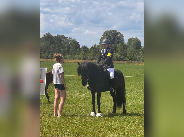 Islandpferd Wallach 6 Jahre 153 cm Rappe in Seeshaupt