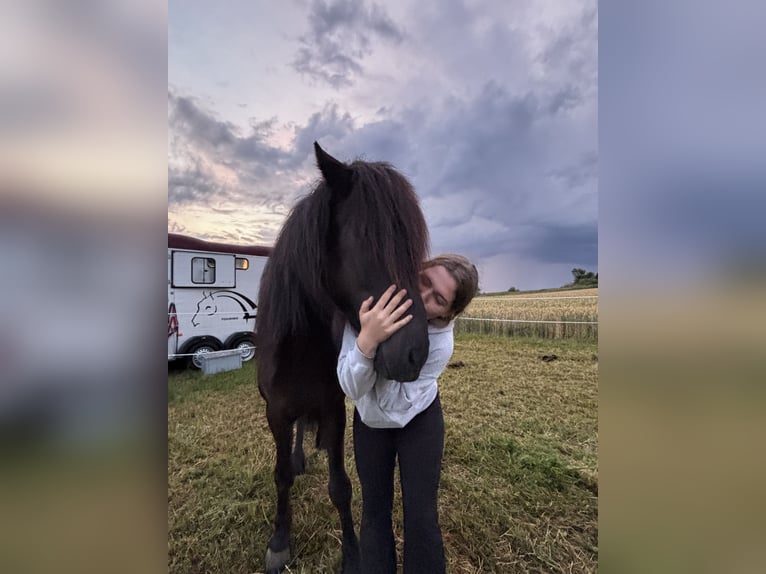 Islandpferd Wallach 6 Jahre 153 cm Rappe in Seeshaupt