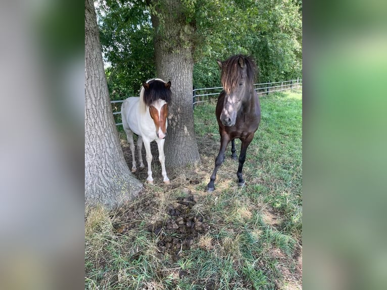 Islandpferd Wallach 6 Jahre in Lingen