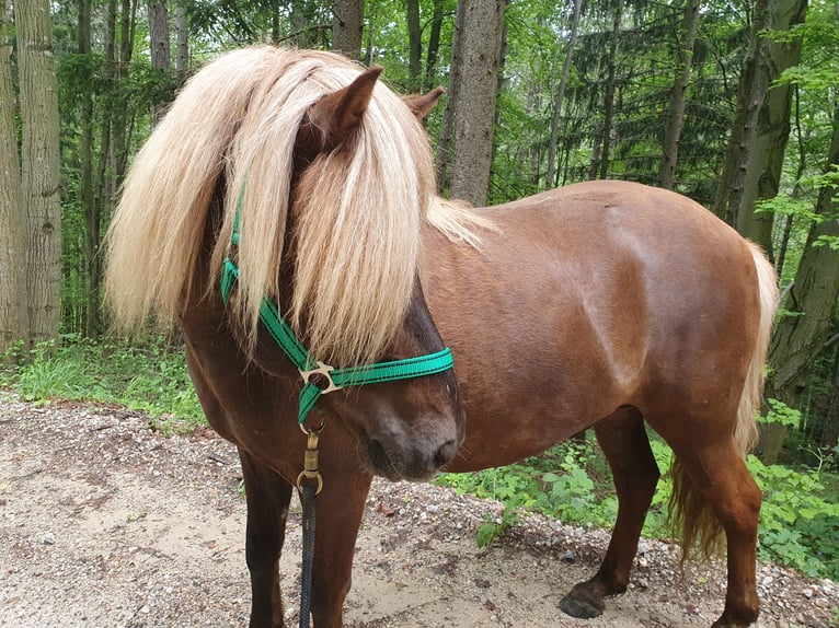 Islandpferd Wallach 6 Jahre Fuchs in Payerbach