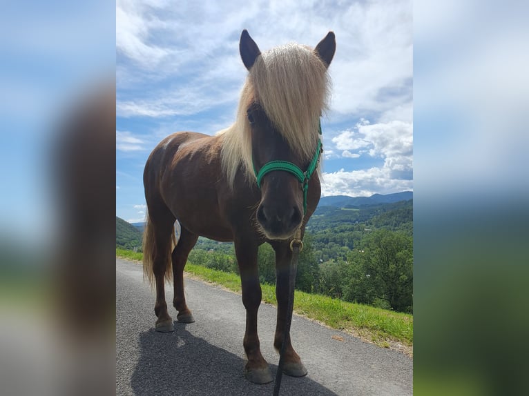 Islandpferd Wallach 6 Jahre Fuchs in Payerbach