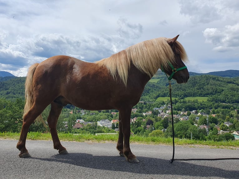 Islandpferd Wallach 6 Jahre Fuchs in Payerbach