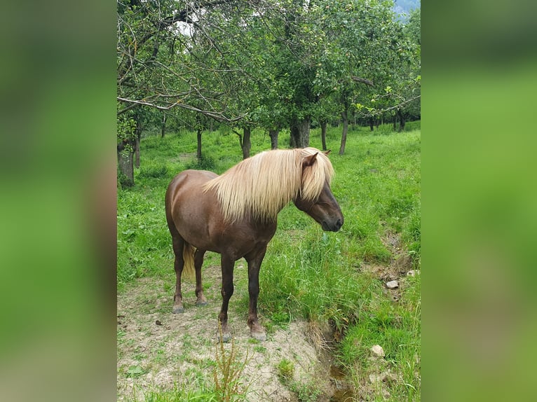 Islandpferd Wallach 6 Jahre Fuchs in Payerbach
