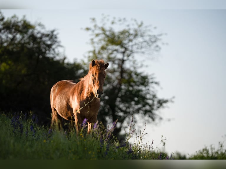 Islandpferd Wallach 6 Jahre Fuchs in Rosenberg