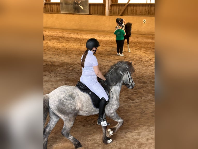 Islandpferd Wallach 6 Jahre Schimmel in Ilsfeld