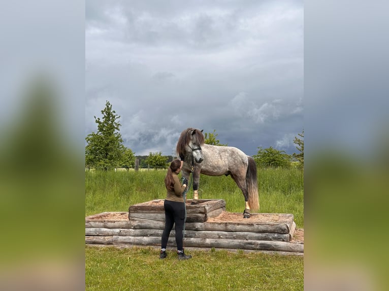 Islandpferd Wallach 6 Jahre Schimmel in Ilsfeld