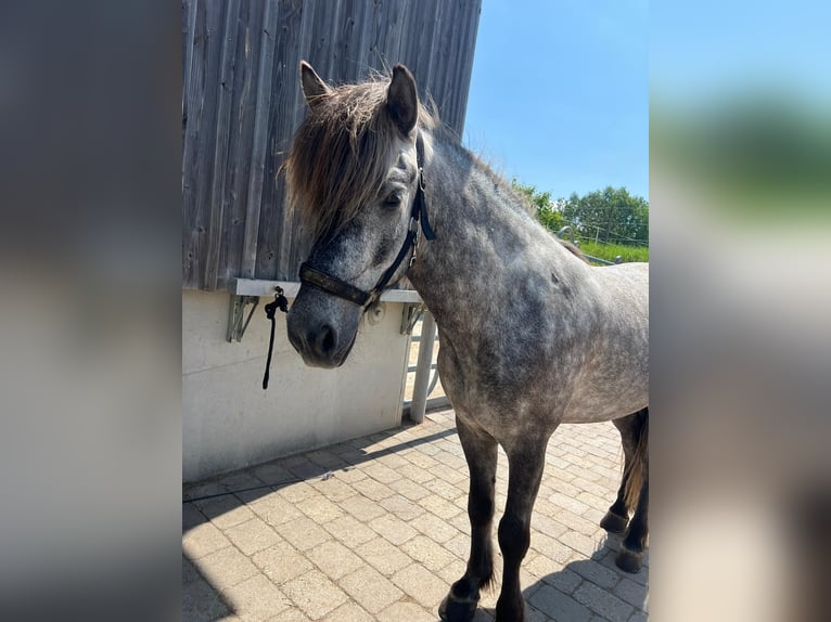 Islandpferd Wallach 6 Jahre Schimmel in Ilsfeld