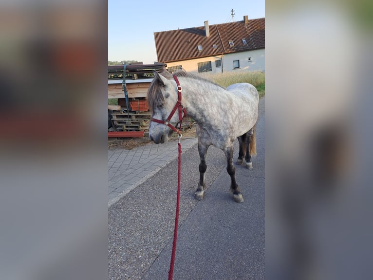 Islandpferd Wallach 6 Jahre Schimmel in Ilsfeld