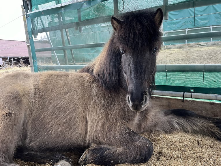 Islandpferd Wallach 7 Jahre 132 cm Falbe in Staufenberg