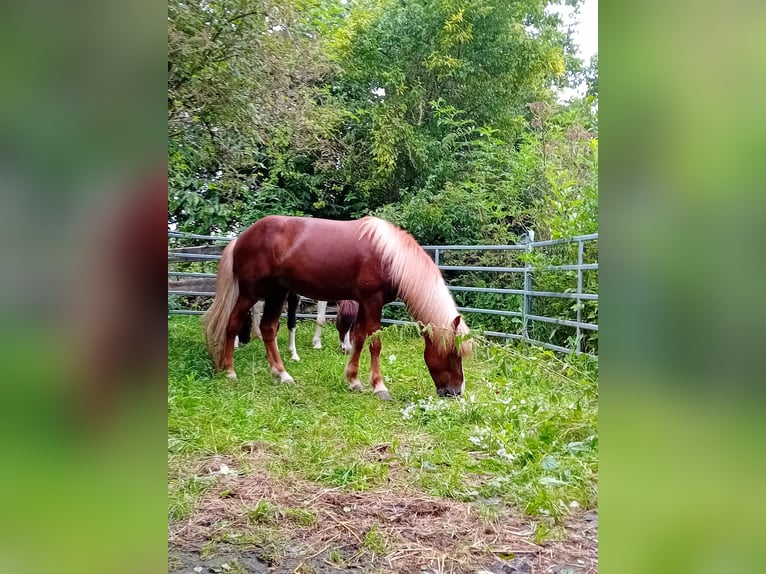 Islandpferd Wallach 7 Jahre 132 cm Fuchs in Kandel