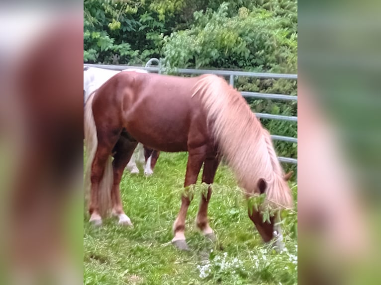 Islandpferd Wallach 7 Jahre 132 cm Fuchs in Kandel
