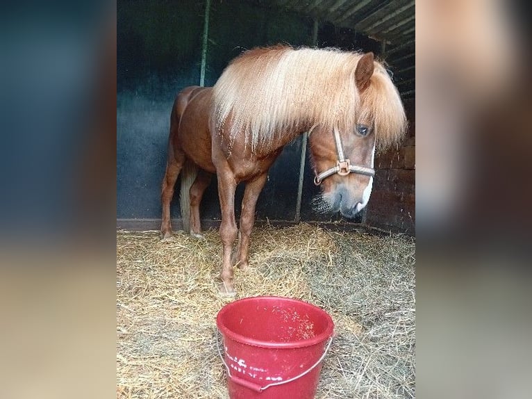 Islandpferd Wallach 7 Jahre 132 cm Fuchs in Kandel