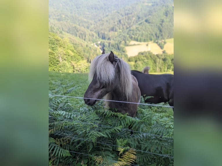 Islandpferd Wallach 7 Jahre 133 cm  in Bad Peterstal-Griesbach