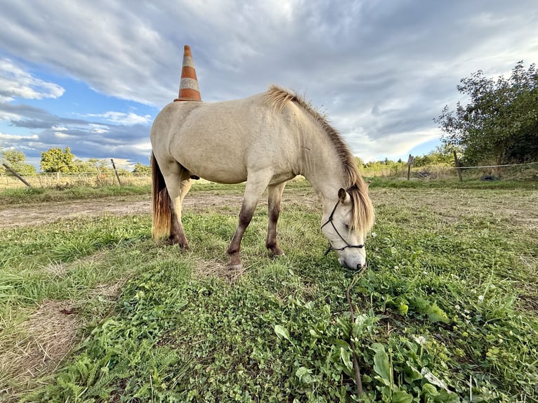Islandpferd Wallach 7 Jahre 135 cm Buckskin in Liederbach am Taunus