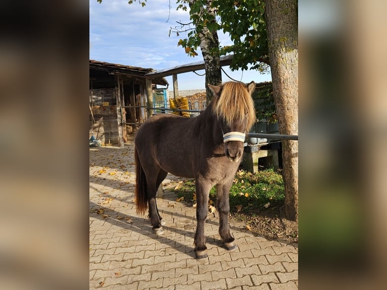 Islandpferd Wallach 7 Jahre 135 cm in G&#xF6;ppingen
