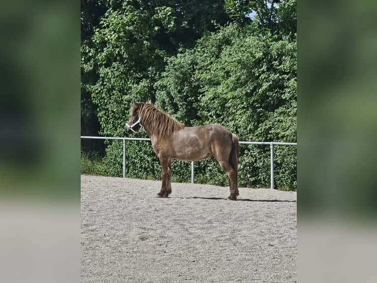 Islandpferd Wallach 7 Jahre 135 cm in G&#xF6;ppingen