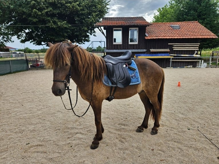 Islandpferd Wallach 7 Jahre 135 cm in G&#xF6;ppingen