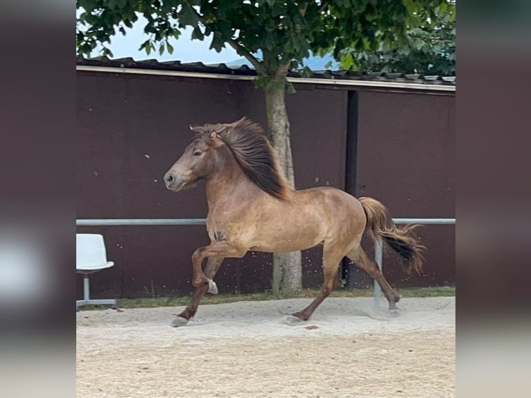 Islandpferd Wallach 7 Jahre 135 cm in G&#xF6;ppingen