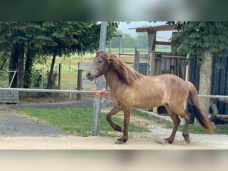 Islandpferd Wallach 7 Jahre 135 cm in G&#xF6;ppingen
