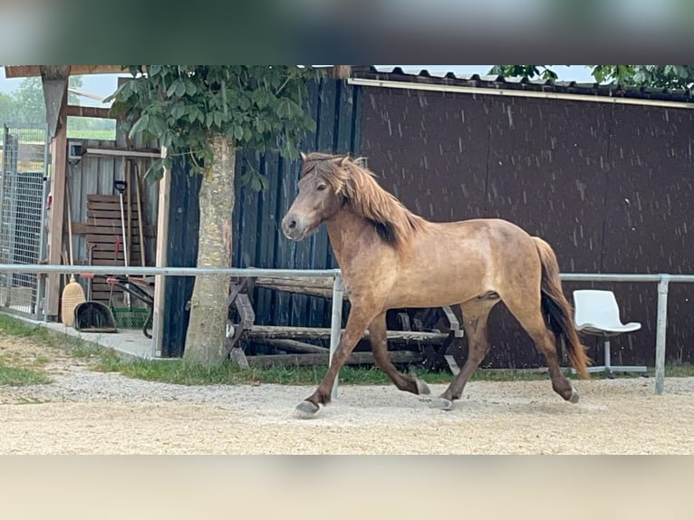 Islandpferd Wallach 7 Jahre 135 cm in G&#xF6;ppingen