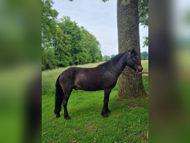 Islandpferd Wallach 7 Jahre 136 cm Dunkelbrauner in Warendorf