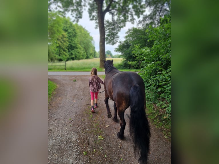Islandpferd Wallach 7 Jahre 136 cm Dunkelbrauner in Warendorf