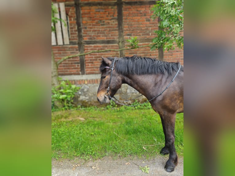 Islandpferd Wallach 7 Jahre 136 cm Dunkelbrauner in Warendorf
