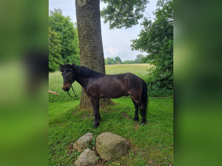 Islandpferd Wallach 7 Jahre 136 cm Dunkelbrauner in Warendorf