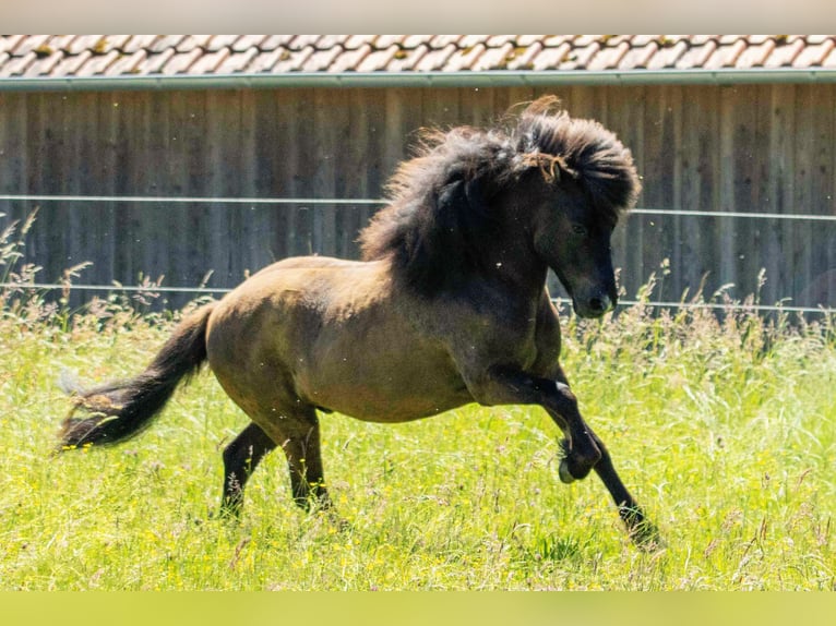 Islandpferd Wallach 7 Jahre 136 cm Dunkelfuchs in Kirchberg an der Murr