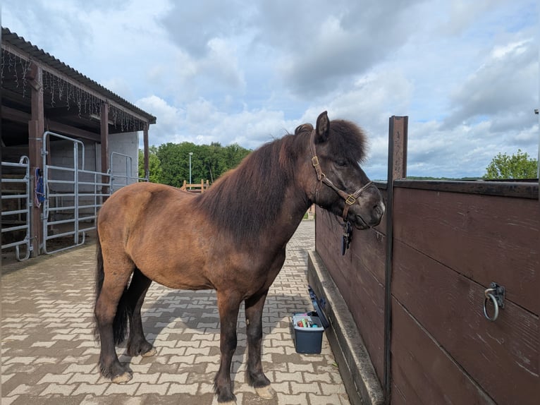 Islandpferd Wallach 7 Jahre 136 cm Dunkelfuchs in Kirchberg an der Murr