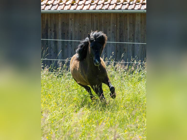 Islandpferd Wallach 7 Jahre 136 cm Dunkelfuchs in Kirchberg an der Murr