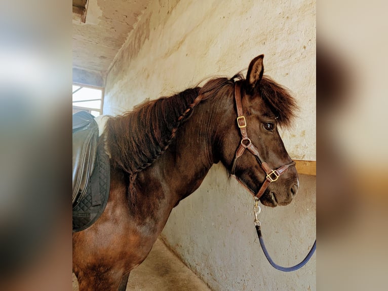 Islandpferd Wallach 7 Jahre 136 cm Dunkelfuchs in Kirchberg an der Murr