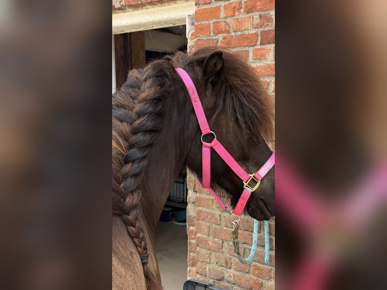 Islandpferd Wallach 7 Jahre 136 cm Rappe in Appen