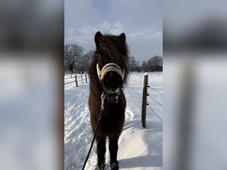 Islandpferd Wallach 7 Jahre 136 cm Rappe in Appen