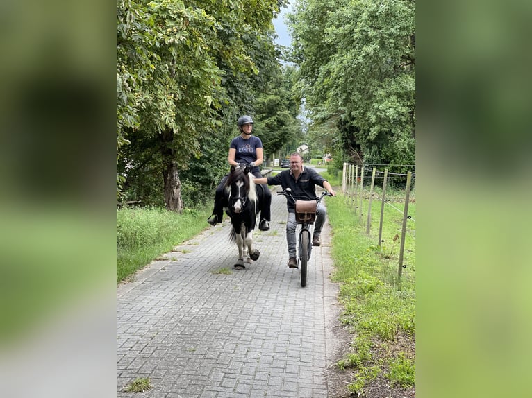 Islandpferd Wallach 7 Jahre 136 cm Schecke in Nienhagen