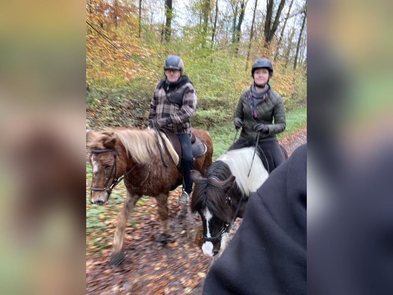 Islandpferd Wallach 7 Jahre 136 cm Schecke in Nienhagen