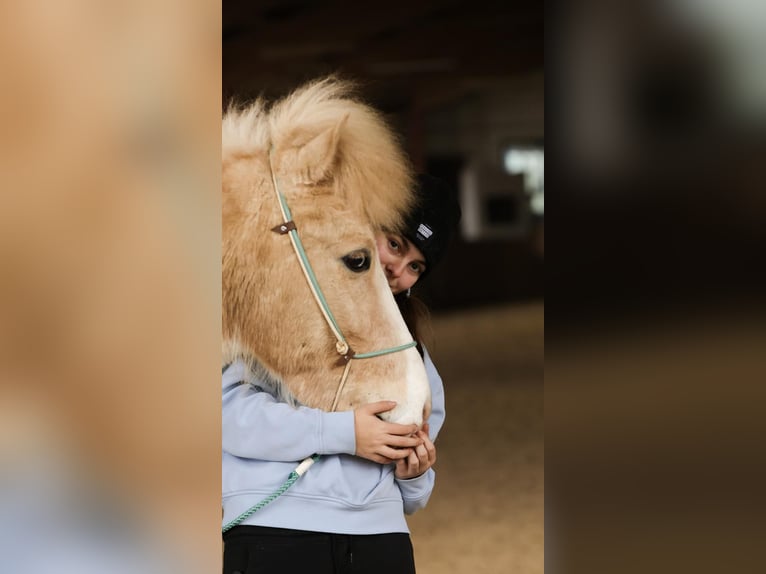 Islandpferd Wallach 7 Jahre 136 cm Schecke in HöchFlachau