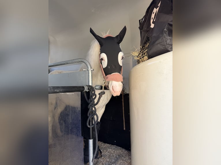 Islandpferd Wallach 7 Jahre 137 cm  in Mühlhausen