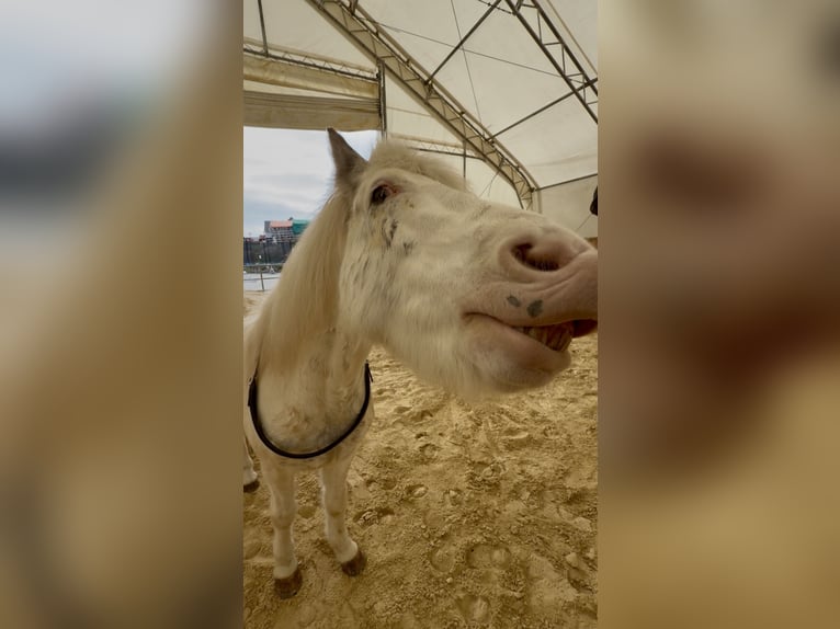 Islandpferd Wallach 7 Jahre 137 cm  in Mühlhausen