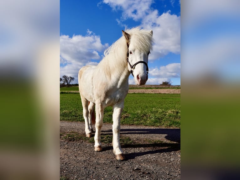 Islandpferd Wallach 7 Jahre 137 cm  in Mühlhausen