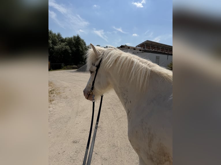 Islandpferd Wallach 7 Jahre 137 cm  in Mühlhausen