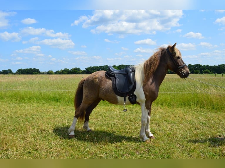 Islandpferd Wallach 7 Jahre 137 cm Schecke in Suderburg