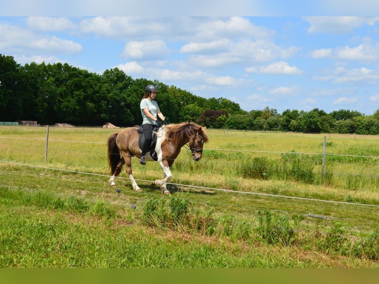 Islandpferd Wallach 7 Jahre 137 cm Schecke in Suderburg