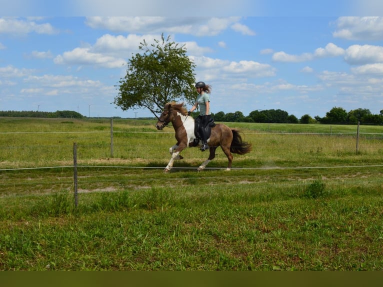 Islandpferd Wallach 7 Jahre 137 cm Schecke in Suderburg