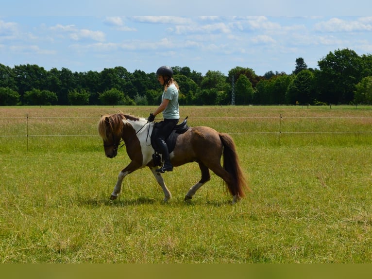 Islandpferd Wallach 7 Jahre 137 cm Schecke in Suderburg