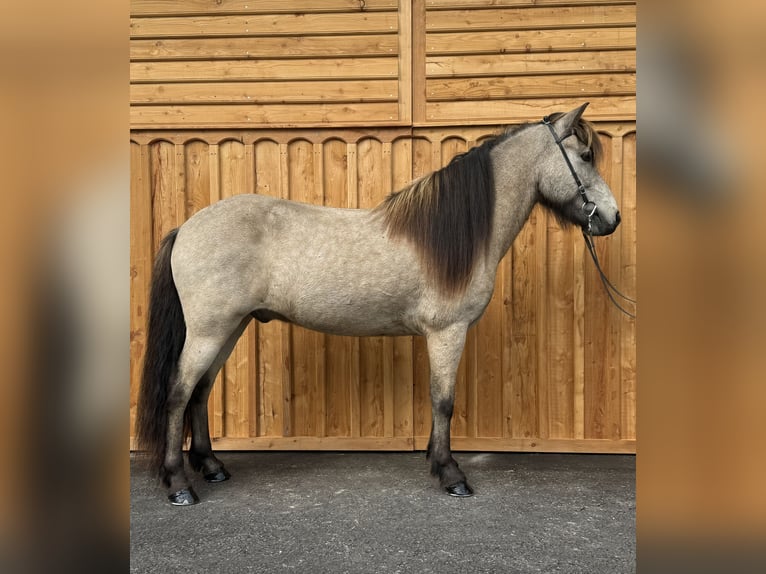 Islandpferd Wallach 7 Jahre 138 cm Buckskin in Mining